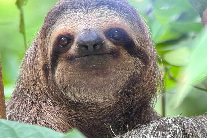 Manuel Antonio National Park Nature Walk with a Certified Guide - Key Points