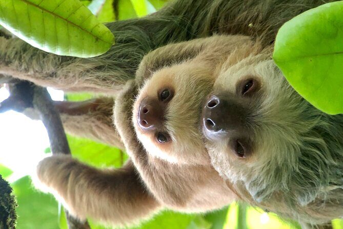 Manuel Antonio National Park Nature Walk with a Certified Guide - A Closer Look at the Experience