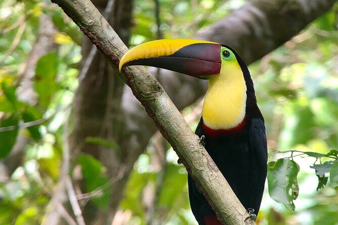 Manuel Antonio National Park Nature Walk with a Certified Guide - The Sum Up