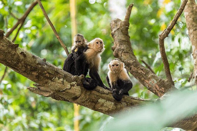 Manuel Antonio National Park one day tour from San Jose - FAQ