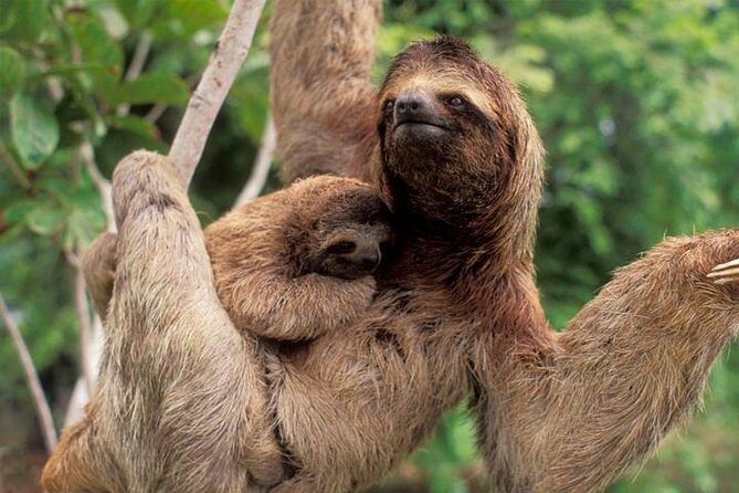 Manuel Antonio National park, PRIVATE day tour from jaco - A Deep Dive into the Manuel Antonio Private Day Tour