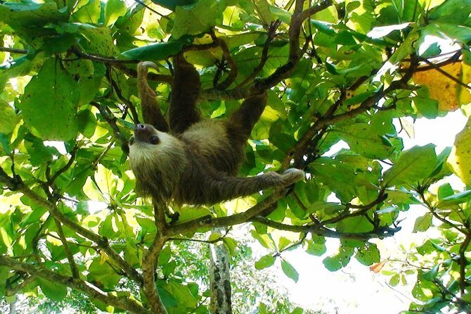 Manuel Antonio National Park Sightseeing and Wildlife Day Tour from San Jose - FAQ