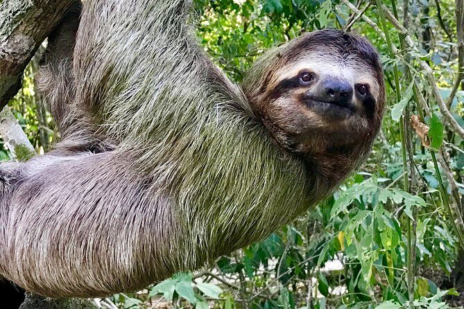 Manuel Antonio National Park Wildlife Tour - Practical Tips for the Tour