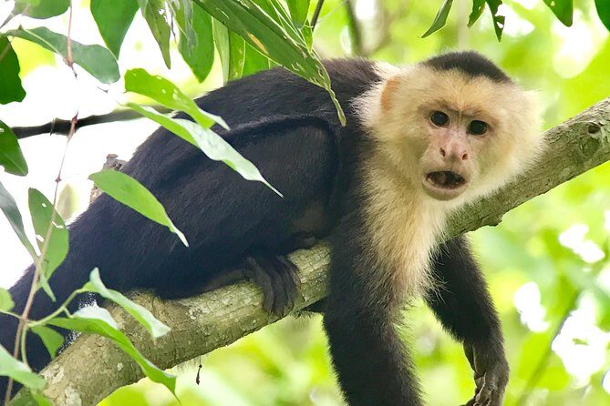 Manuel Antonio National Park Wildlife Tour - Who Should Book This Tour?