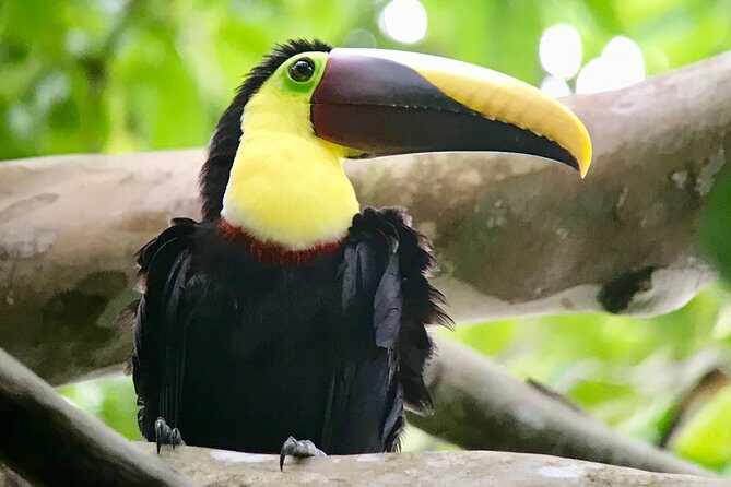 Manuel Antonio National Park Wildlife Tour - FAQ