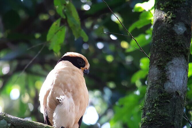 Manuel Antonio Nature Tour by Jeremias - Key Points