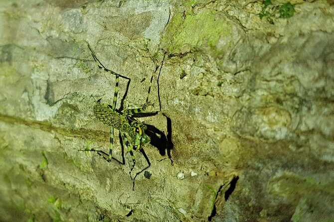 Manuel Antonio Night Tour - Final Thoughts