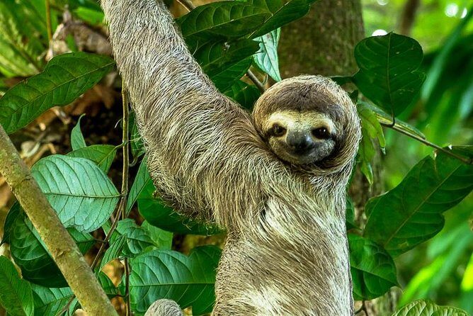 Manuel Antonio Park Nature Guided Tour with a Nature Specialist - Key Points