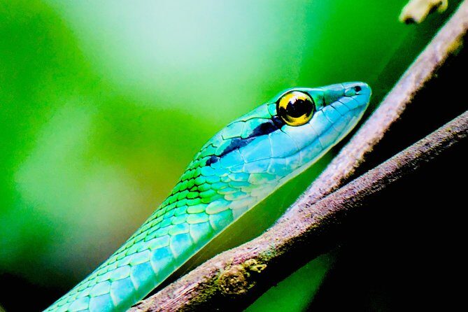 Manuel Antonio Park Tour and its Amazing Wildlife and Beaches - The Practicalities: What You Need to Know