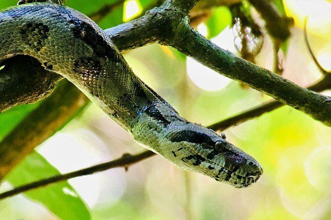 Manuel Antonio Park Tour and its Amazing Wildlife and Beaches - The Sum Up