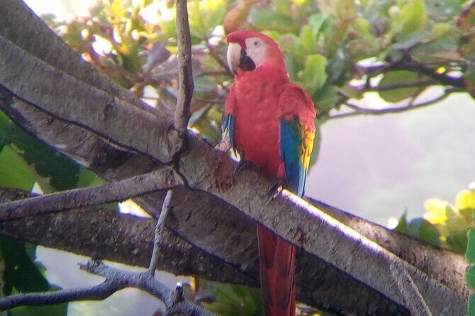 Manuel Antonio rain forest park and beach tour - In-Depth Review of the Manuel Antonio Rain Forest and Beach Tour