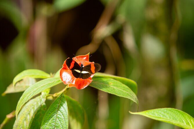 Manuel Antonio Villa Vanilla Spice Tour - FAQ