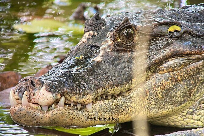 Manuel Antonio with Mauro / Tickets not Included! - FAQs