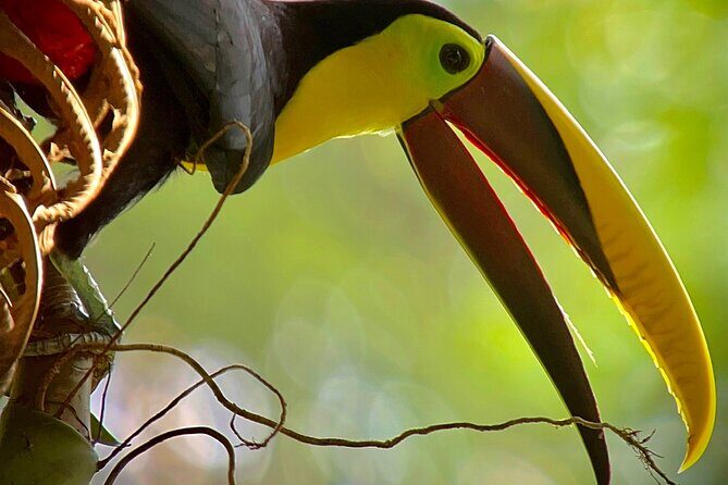 Manuel Antonio with Mauro / Tickets not Included! - Practical Details for Your Visit