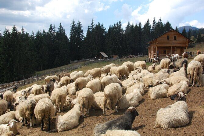 Maramures Day Tour (trip start in Bucovina, end in Sighetu M.) - FAQ
