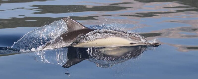 Marbella: Dolphin Watching Boat Tour - Key Points
