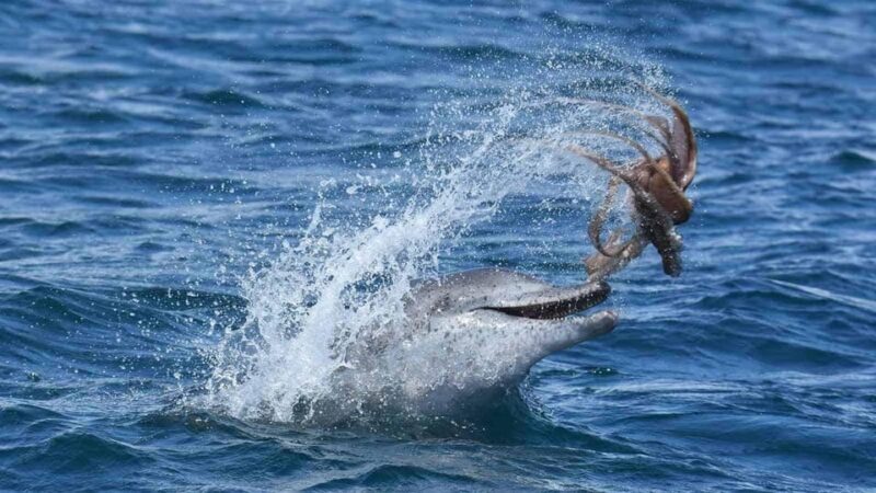 Marbella: Dolphin Watching Boat Tour - The Complete Experience: A Closer Look at Marbella’s Dolphin Watching Tour