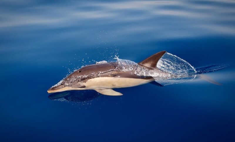 Marbella: Dolphin Watching Boat Tour - FAQ