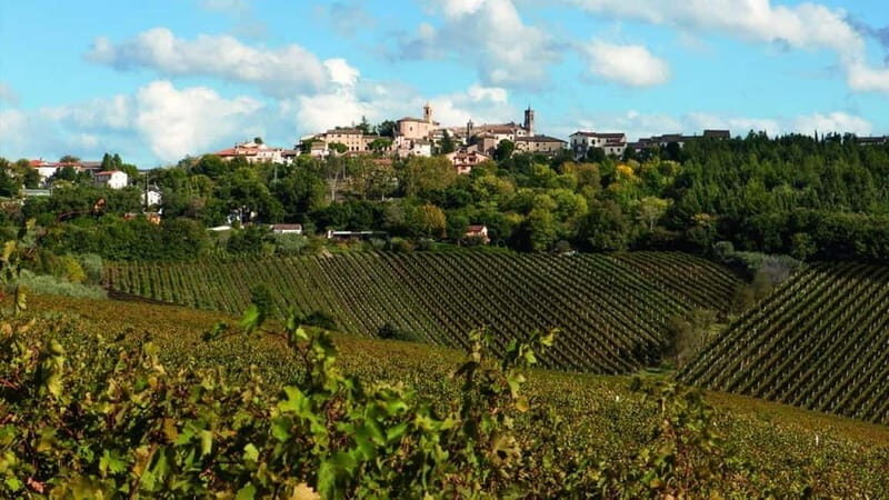 Marche Wines: Explore the Richness of Local Flavors - Who Should Consider This Experience?