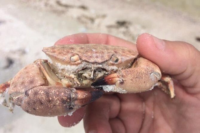 Marco Island 2 hour Dolphin, Birding and Shelling tour - Final Thoughts: Is It Worth It?