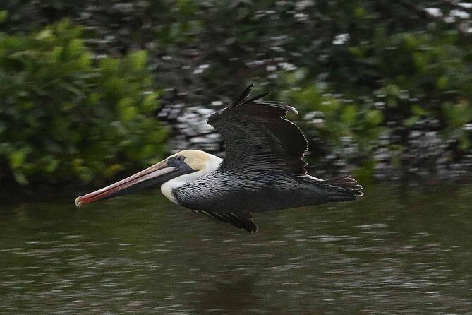 Marco Island: 2-Hour Dolphin, Birding, and Shelling Tour - The Itinerary Breakdown