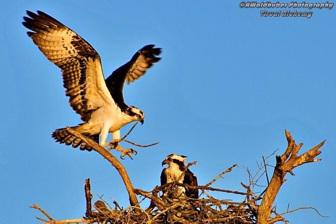 Marco Island: 2-Hour Dolphin, Birding, and Shelling Tour - Price and Value