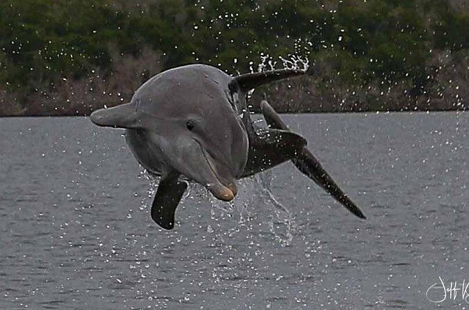 Marco Island: 2-Hour Dolphin, Birding, and Shelling Tour - Why This Tour Works