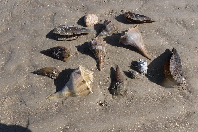 Marco Island: 2-Hour Dolphin, Birding, and Shelling Tour - FAQ