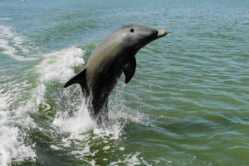 Marco Island: 2-Hour Dolphin, Birding, and Shelling Tour - A Deep Dive into the Experience