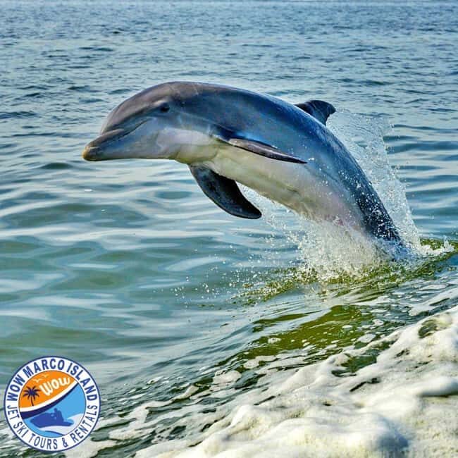 Marco Island: Dolphin Jet Ski Tour - The Mechanics of the Tour