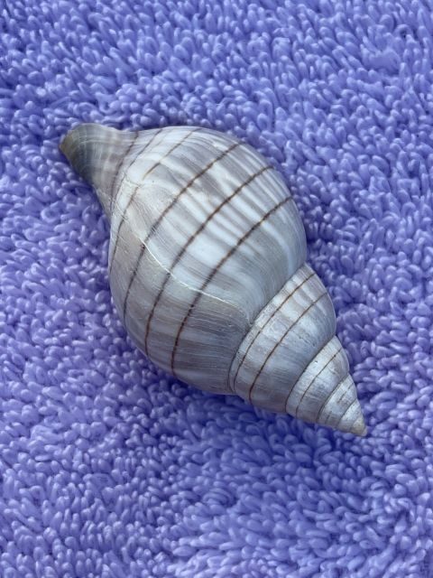 Marco Island: Dolphin, Shelling, Beach & Ten Thousand Island - Discovering Floridas Coastal Charm: Marco Islands Dolphin, Shelling, Beach & Ten Thousand Islands Tour