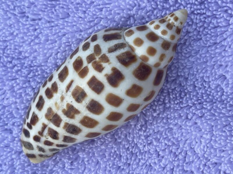 Marco Island: Dolphin, Shelling, Beach & Ten Thousand Island - Frequently Asked Questions