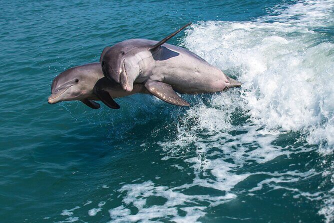 Marco Island Dolphin Watching & Tubing Adventure - A Detailed Look at the Tour Experience