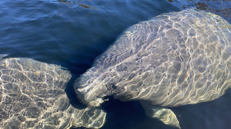 Marco Island: Guided Manatee-Watching Kayaking or SUP Tour - Key Points