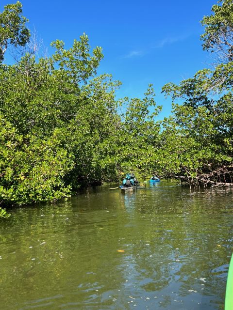 Marco Island: Mangrove Maze Kayak Tour (2hrs) - FAQs