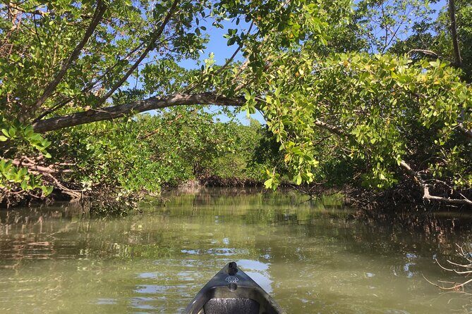 Marco Island Mangrove Tunnel and Maze Adventure Small group size - Practical Tips for Your Trip