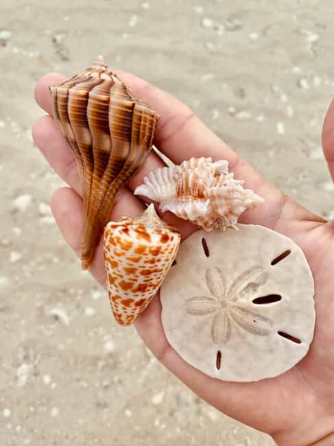 Marco Island: Private Shelling & Dolphin Excursion - Frequently Asked Questions