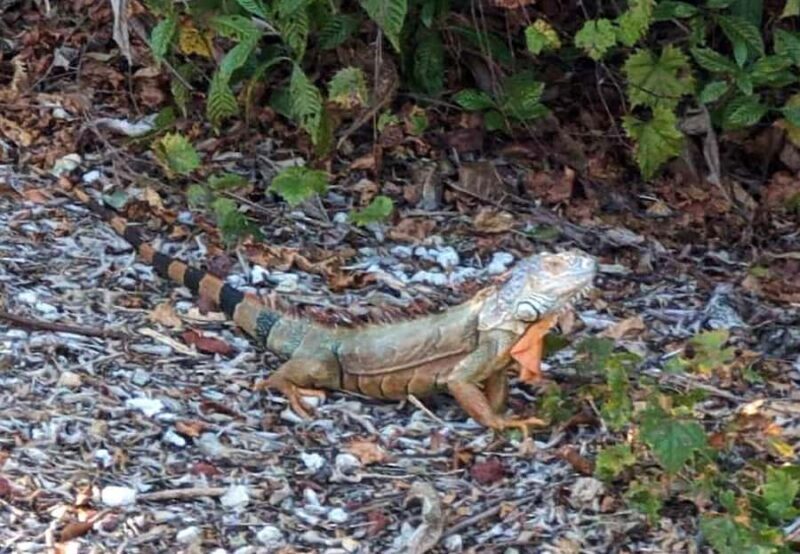Marco Island: Safari Truck Tour - FAQ