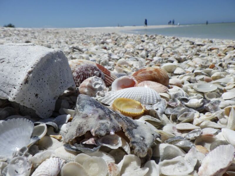 Marco Island: Ten Thousand Islands Shelling & Dolphin Tour - A Closer Look at the Tour