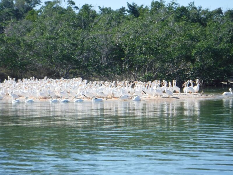 Marco Island: Ten Thousand Islands Shelling & Dolphin Tour - FAQ