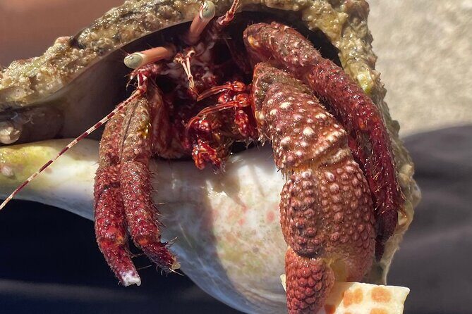 Marco Island Wildlife Sightseeing and Shelling Tour - FAQs About the Marco Island Wildlife Sightseeing and Shelling Tour