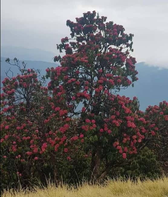 Mardi Himal Trek: Volunteering Tour - Key Points