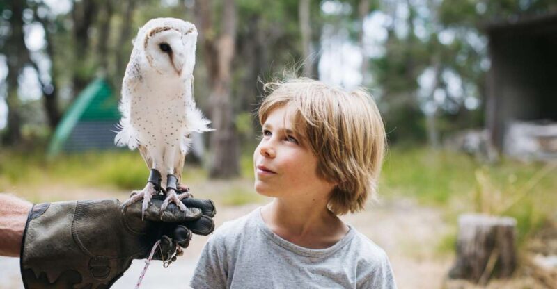 Margaret River: Birds of Prey Encounter and Forest Walk - Margaret River: Birds of Prey Encounter and Forest Walk — A Close-Up with Australias Raptors