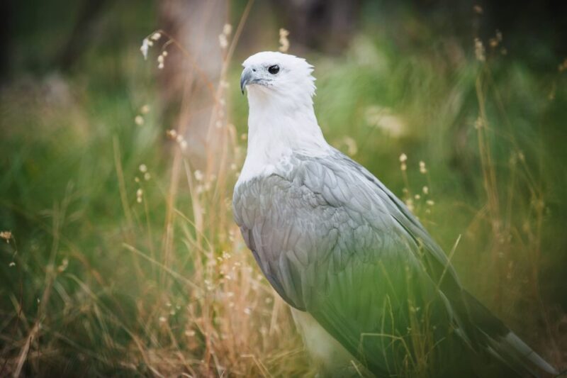Margaret River: Birds of Prey Encounter and Forest Walk - Why We Love This Experience