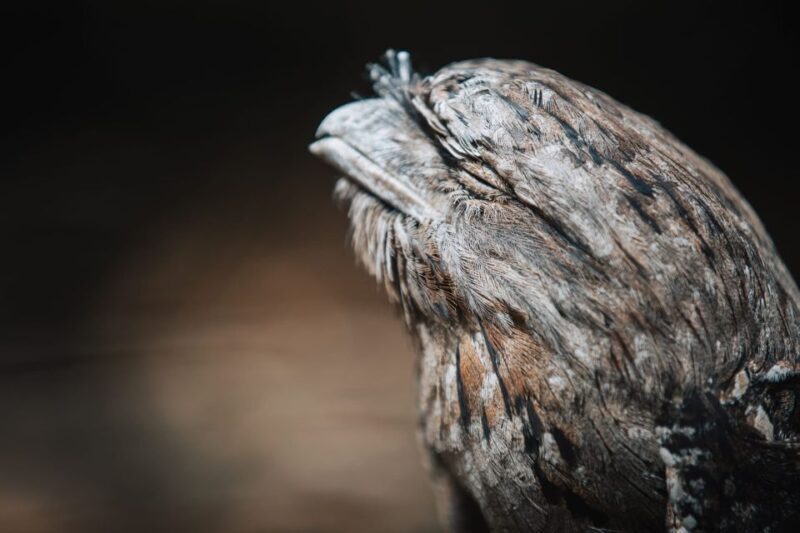 Margaret River: Birds of Prey Encounter and Forest Walk - Who Is This Tour Best For?