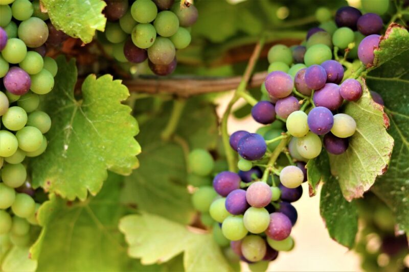 Margaret River: Customizable Guided Private Wine Tour - Pricing and Value