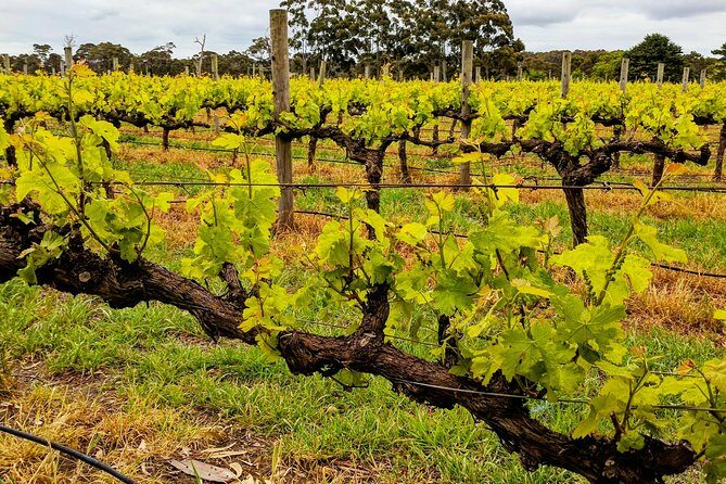 Margaret River Indulge and Discover Day Tour - Sweet and Savory Tastes: Chocolates and Olive Oil