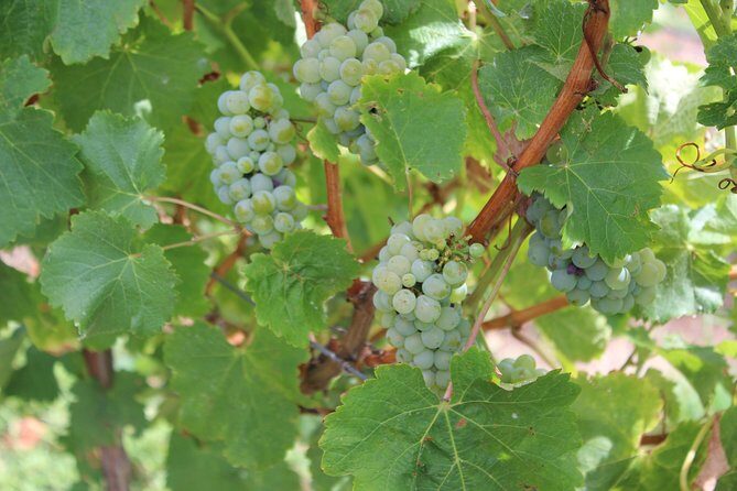 Margaret River Small-Group Full-Day Wine & Food Tour - The Sum Up