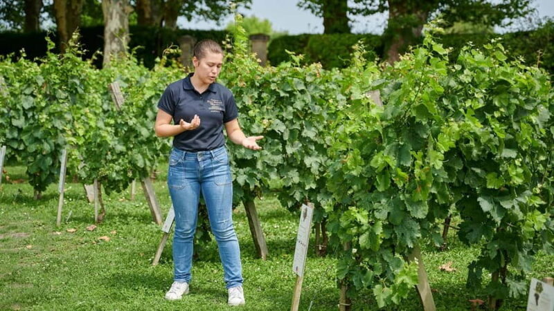 Margaux - Guided tour of the château and tasting of 4 wines - Final Thoughts: Who Should Book This?