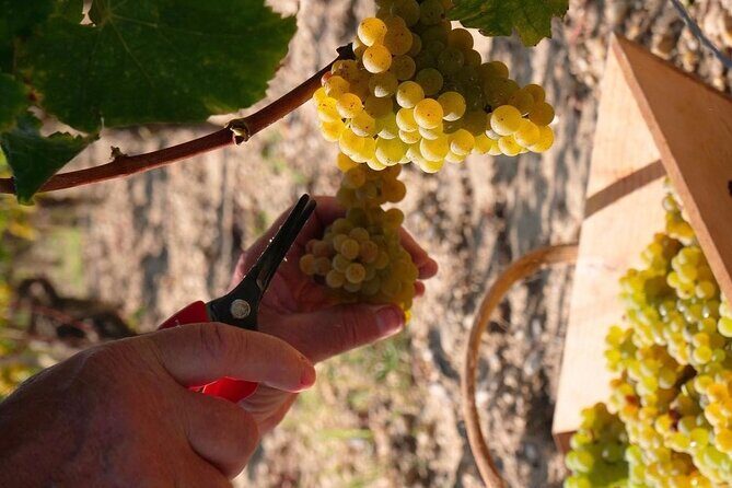 Margaux Wine Tour experience - What is the Margaux Wine Tour Experience?